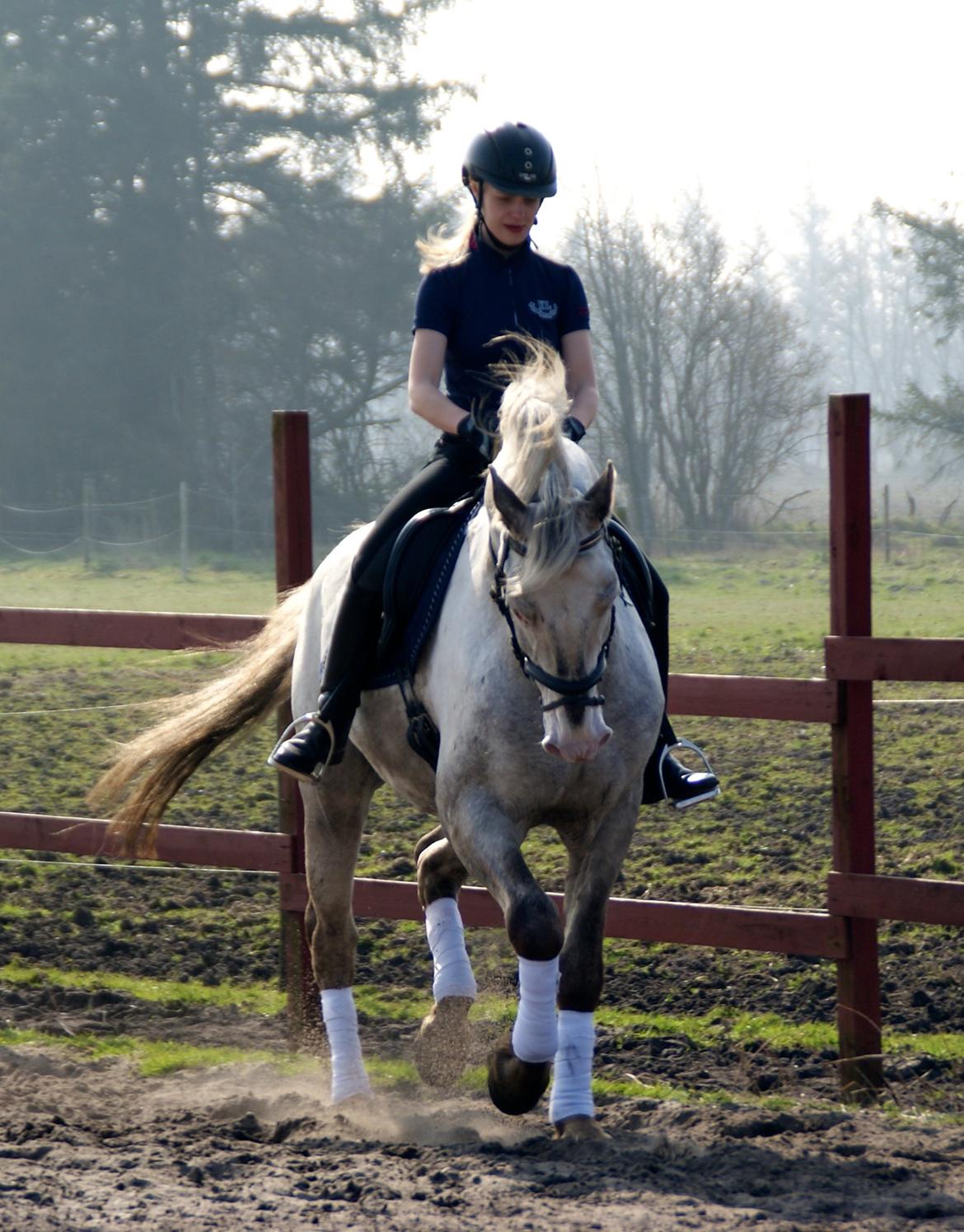 Knabstrupper John wayne- afdød avlshingst billede 3