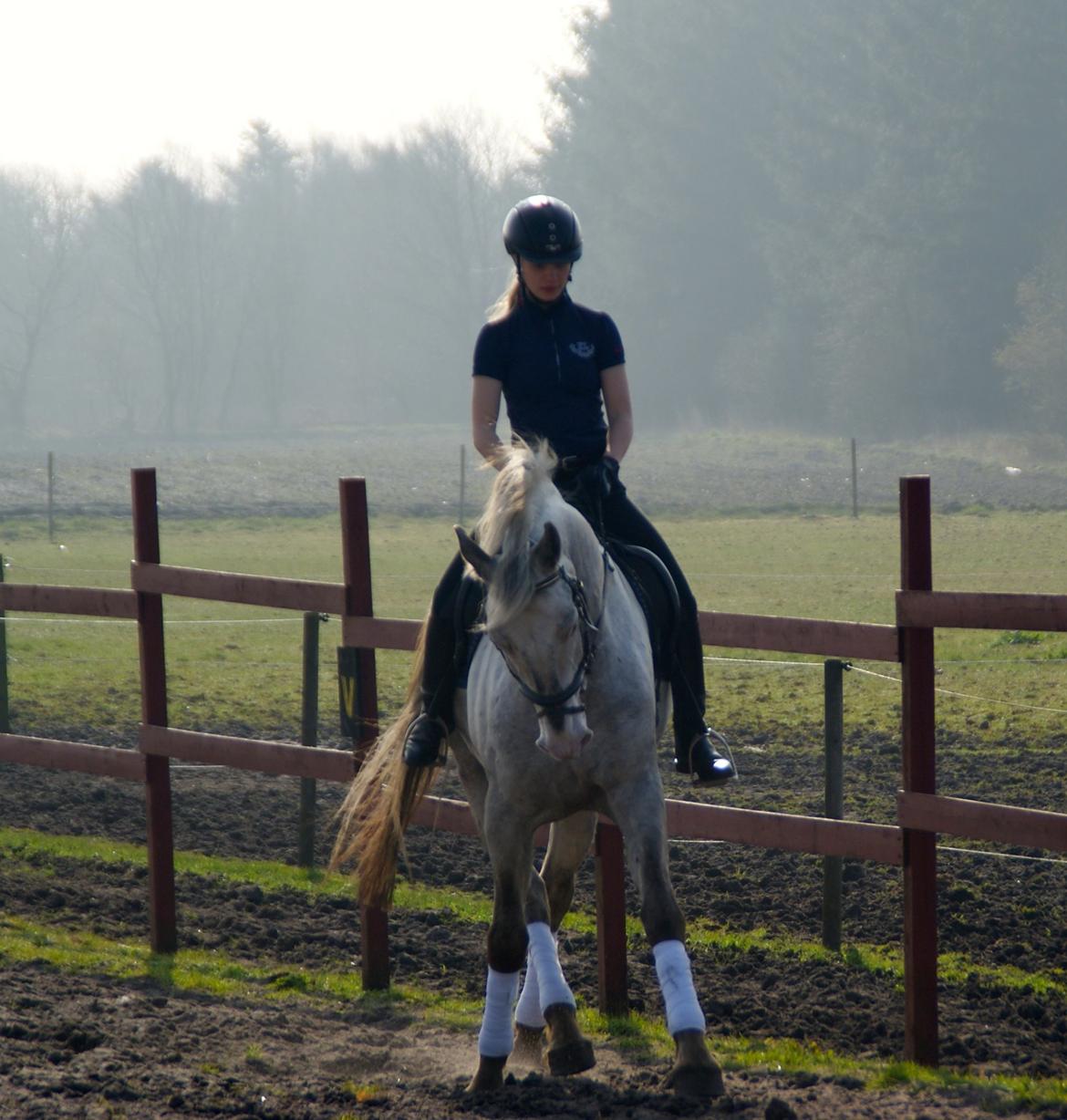 Knabstrupper John wayne- afdød avlshingst billede 2