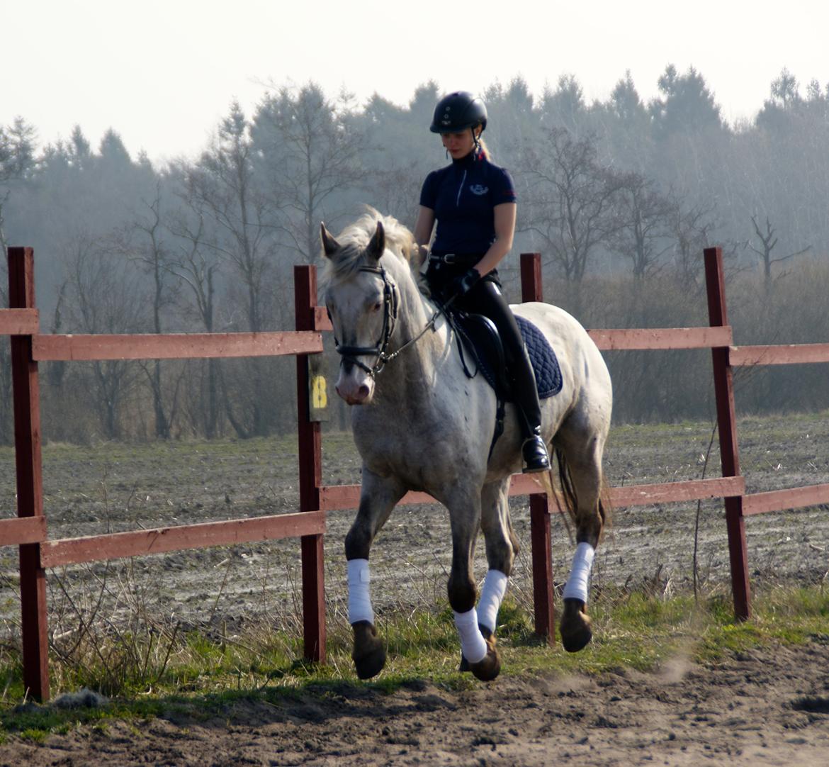 Knabstrupper John wayne- afdød avlshingst billede 4
