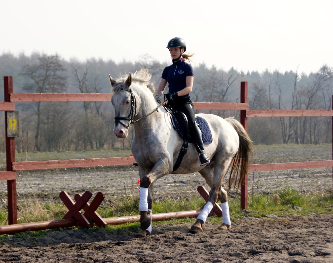 Knabstrupper John wayne- afdød avlshingst billede 1