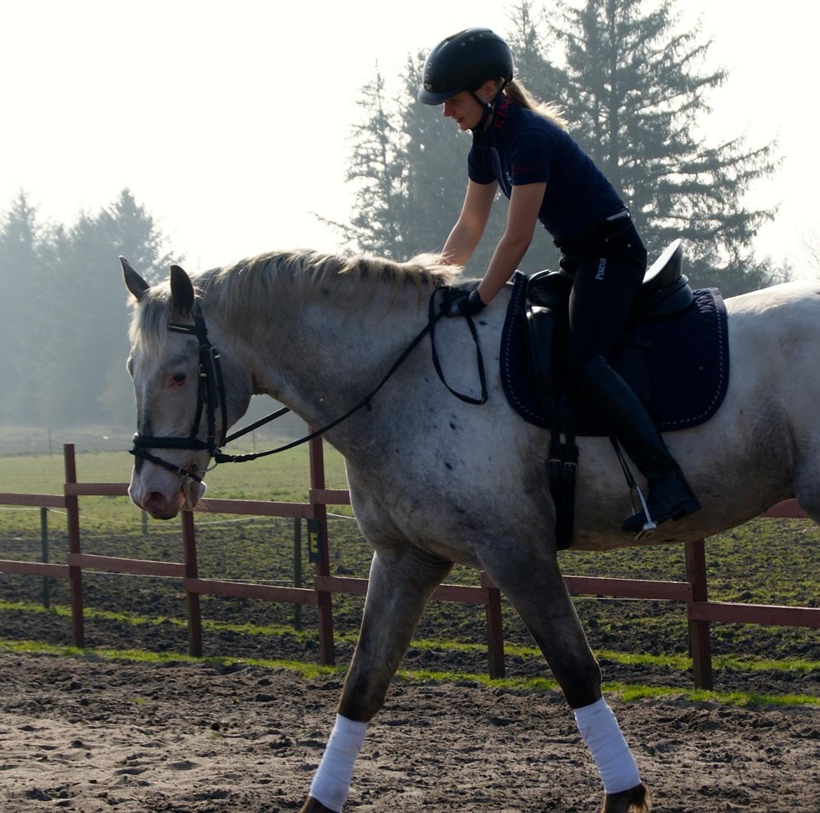 Knabstrupper John wayne- afdød avlshingst billede 6