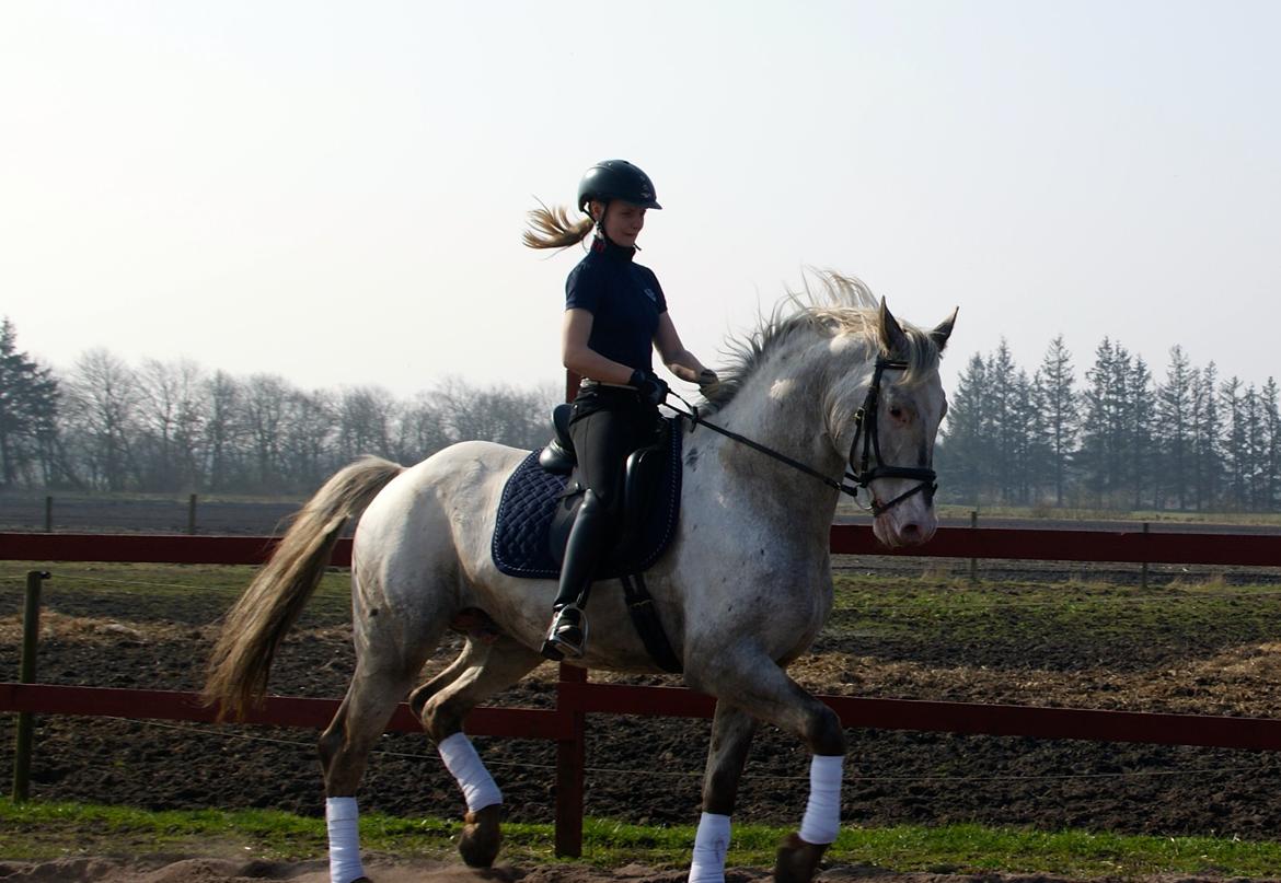 Knabstrupper John wayne- afdød avlshingst billede 7