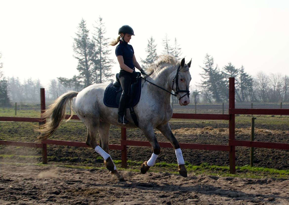 Knabstrupper John wayne- afdød avlshingst billede 9