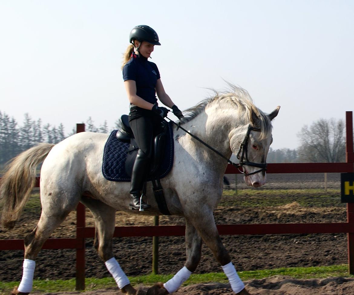Knabstrupper John wayne- afdød avlshingst billede 8