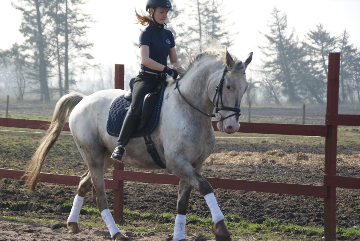 Knabstrupper John wayne- afdød avlshingst billede 10