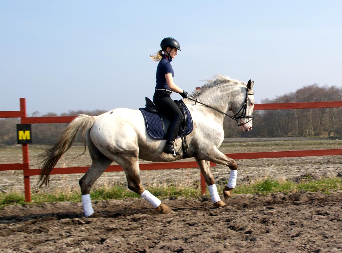Knabstrupper John wayne- afdød avlshingst billede 11