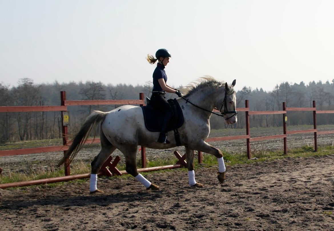 Knabstrupper John wayne- afdød avlshingst billede 12