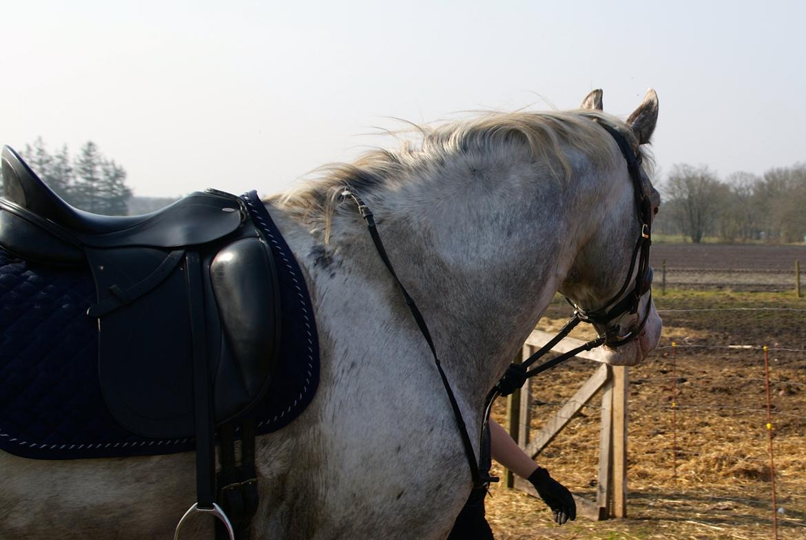 Knabstrupper John wayne- afdød avlshingst billede 13
