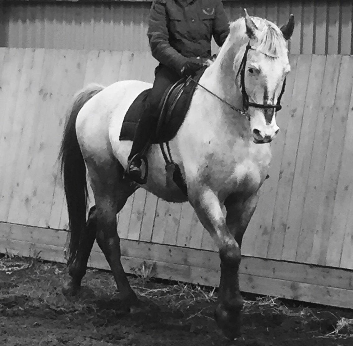 Knabstrupper John wayne- afdød avlshingst billede 14