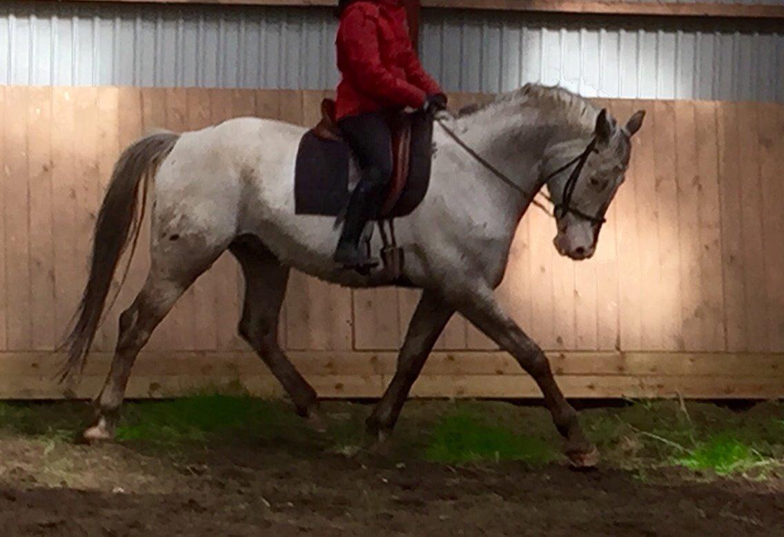 Knabstrupper John wayne- afdød avlshingst billede 15