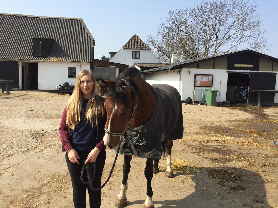 Anden særlig race Veronika - Hesten er genspejlingen af dig - det er dig der fejler, ikke den<3 billede 4