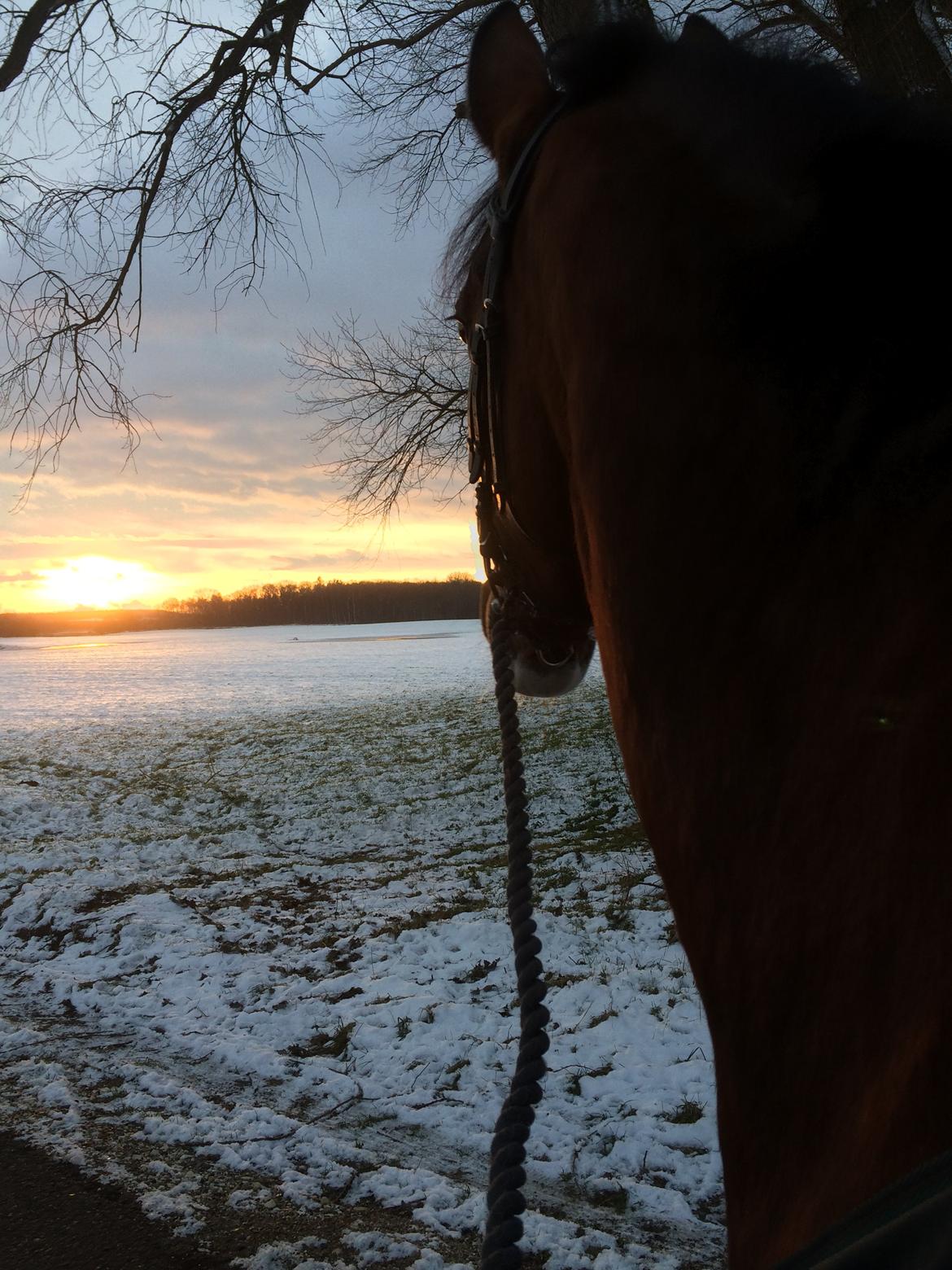 Anden særlig race Veronika - Verden bedste hest på flot vinderskovtur <3 billede 1