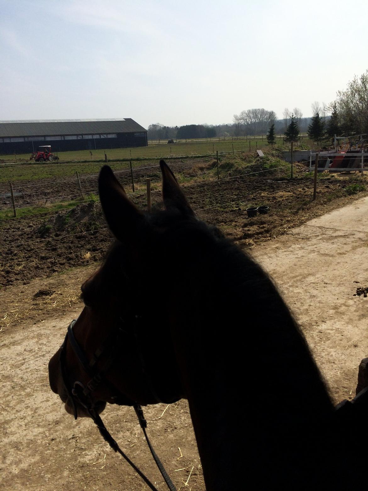 Anden særlig race Veronika - ...if I have always worked honestly, my horse will carry me to the end of the world billede 13