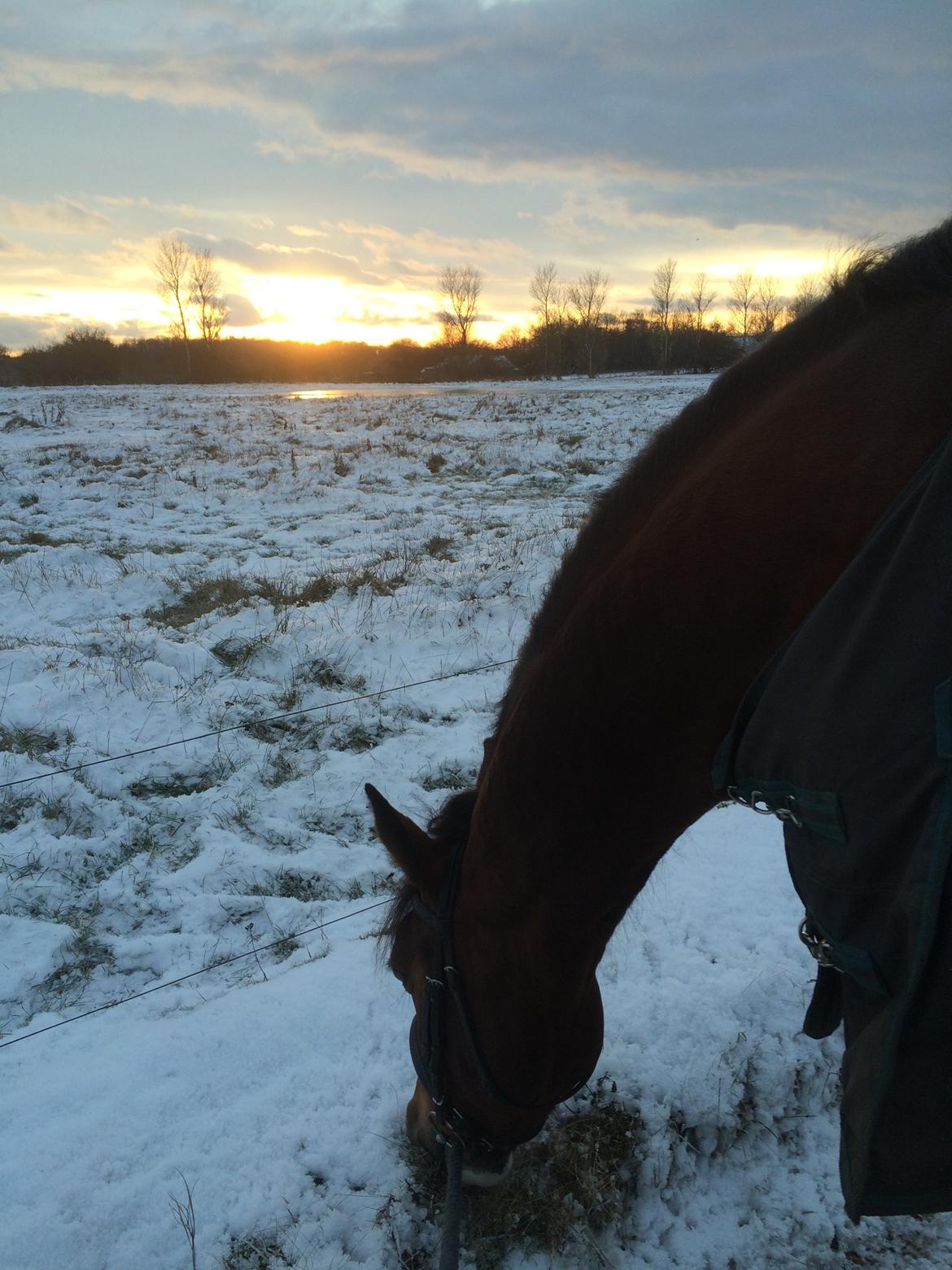 Anden særlig race Veronika - Dit liv er som en tegning du selv tegner. Du har bare ikke noget viskelæder billede 16