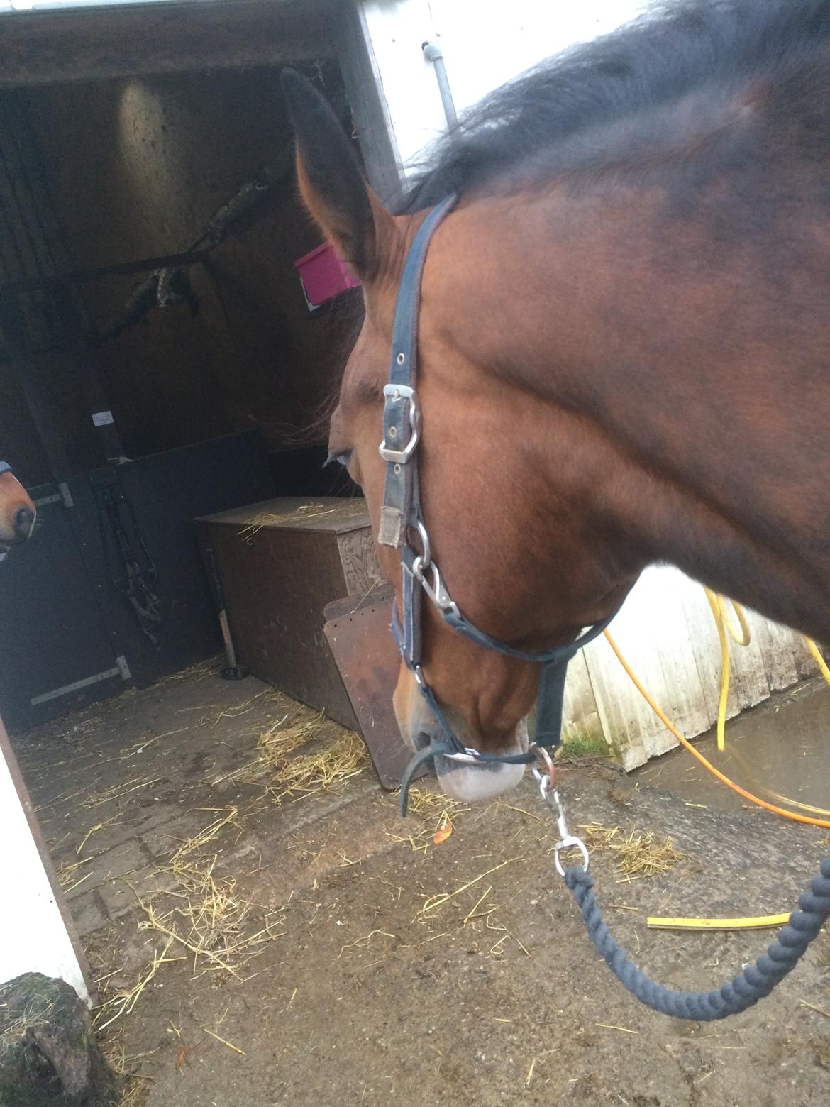 Anden særlig race Veronika - Never give up on someone you can't go a day without thinking about billede 19