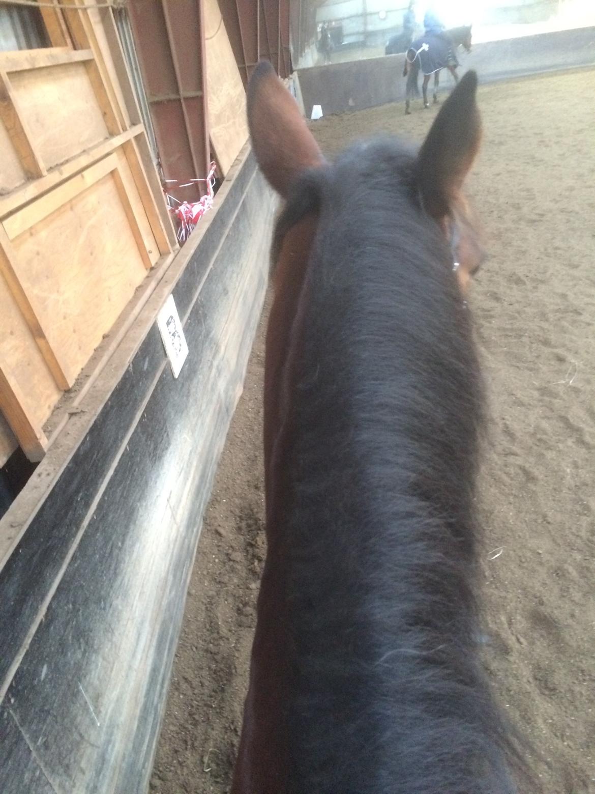 Anden særlig race Veronika - There is no better place to heal a broken heart, than on the back of a horse  billede 12