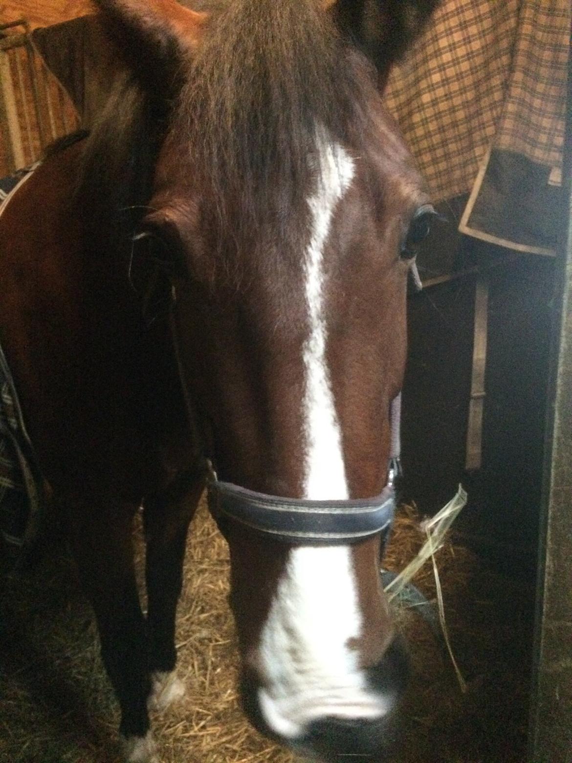 Anden særlig race Veronika - When the world says "Give up", Hope whispers "Try one more time billede 15