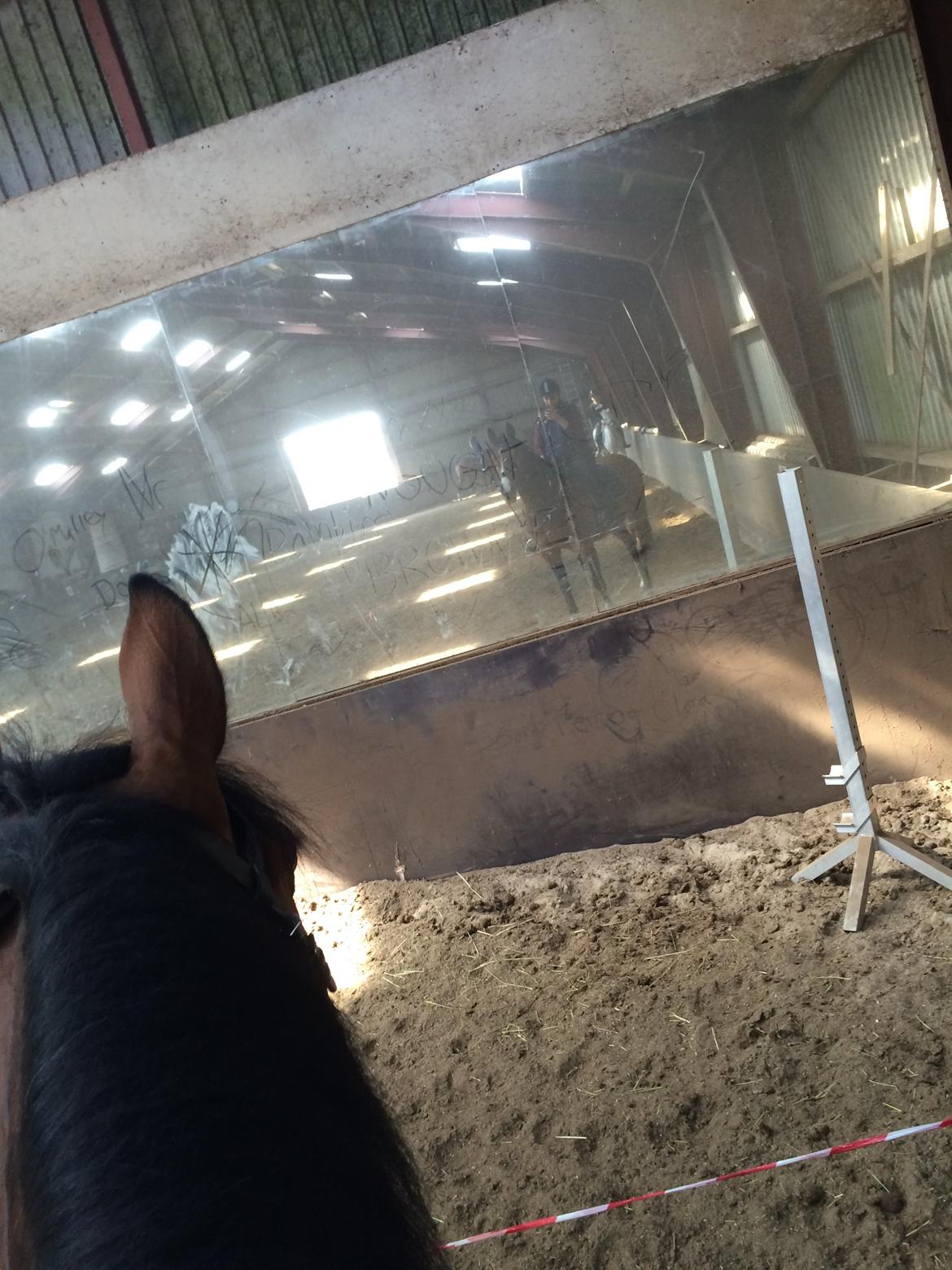 Anden særlig race Veronika - Når du træner en frygtsom hest er det frygten - ikke hesten - der er din modstander<3 billede 9