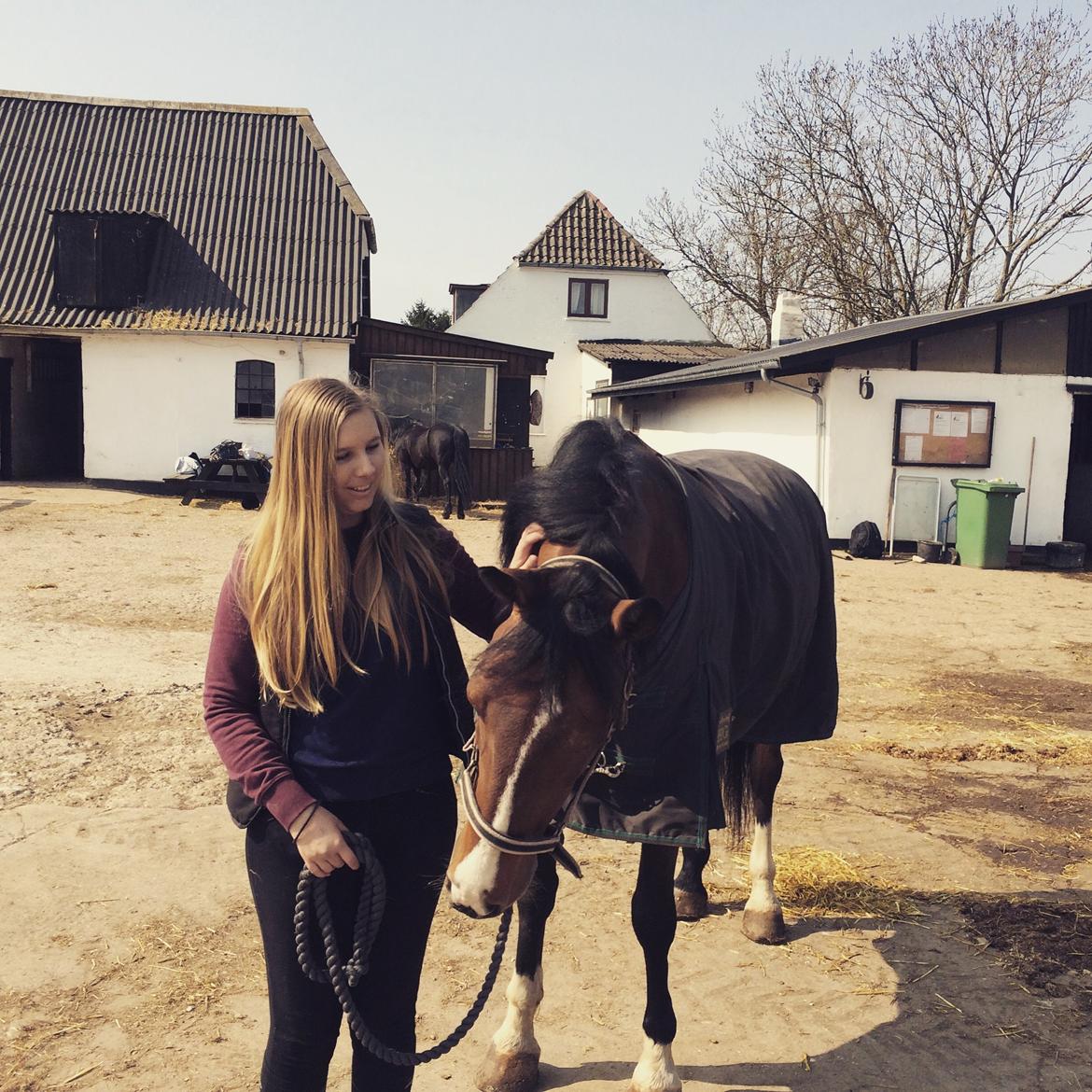 Anden særlig race Veronika - En rytter er ikke en rytter uden sin hest, men en hest er stadig en hest uden sin rytter<3 billede 2