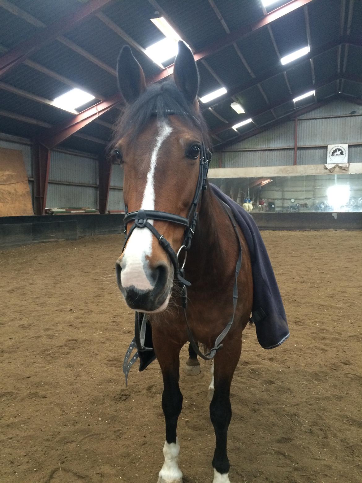 Anden særlig race Veronika - It's okaynot to be okay... billede 10