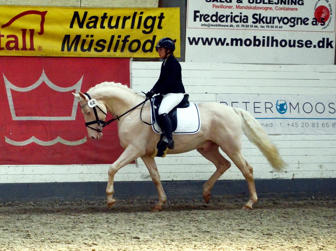 Palomino Stensgaardens cavanoux (EU Hingst) - Kåring april 2015 billede 5