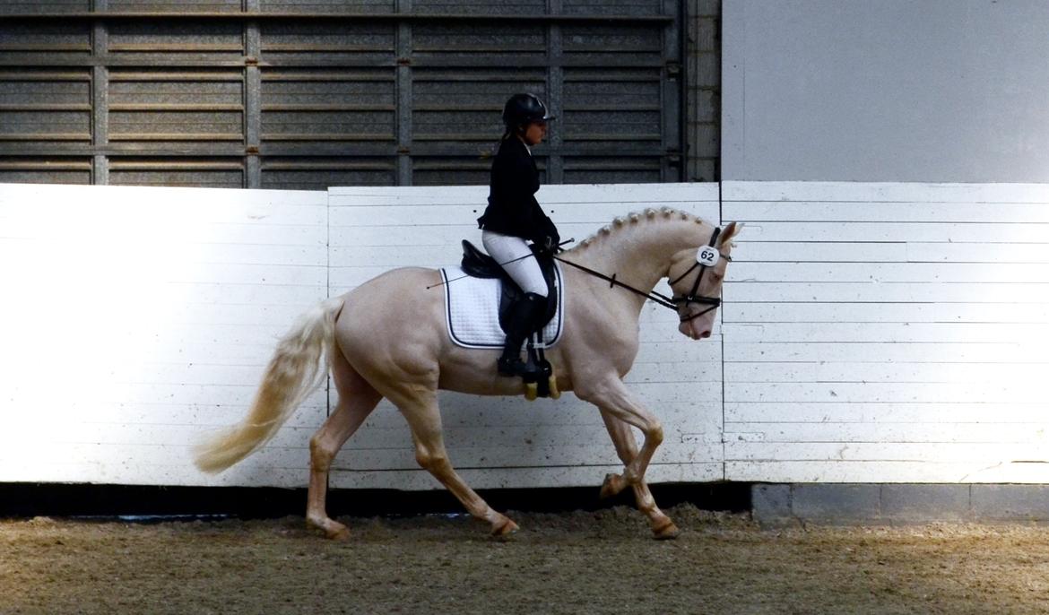 Palomino Stensgaardens cavanoux (EU Hingst) billede 47