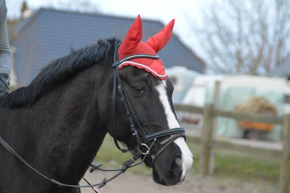 Anden særlig race Force - (3) If I could give you one thing in life, I would give you the ablity to see yourself through my eyes, only then you would realize how special you are to me // søde hest til springtræning (Foto: Clara Güntelberg Ottosen)  billede 3