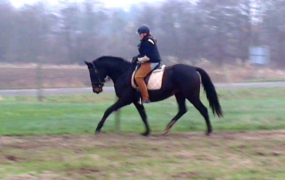 Oldenborg Medina af legaardslund billede 14