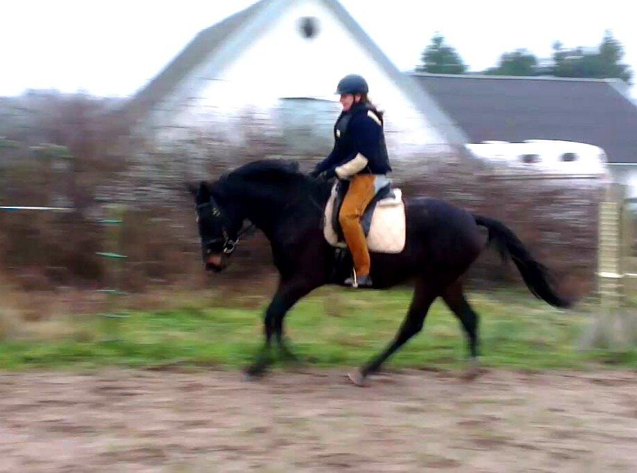 Oldenborg Medina af legaardslund billede 24