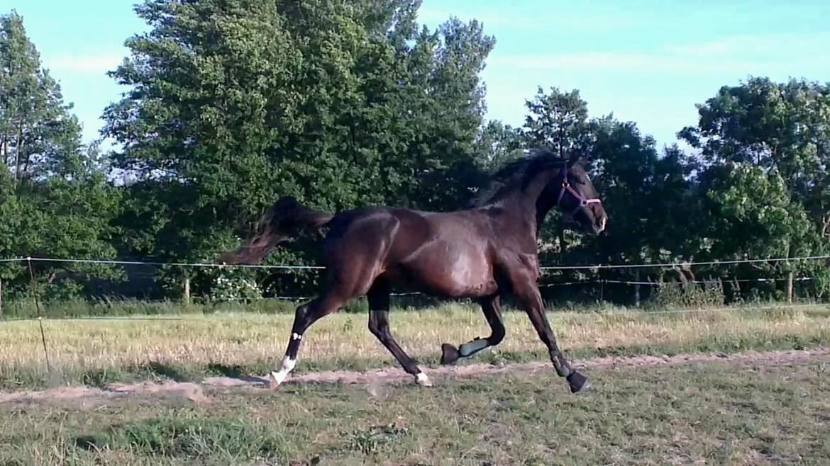 Oldenborg Medina af legaardslund billede 34