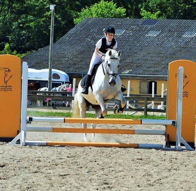 Anden særlig race Monsieur Cheval billede 5