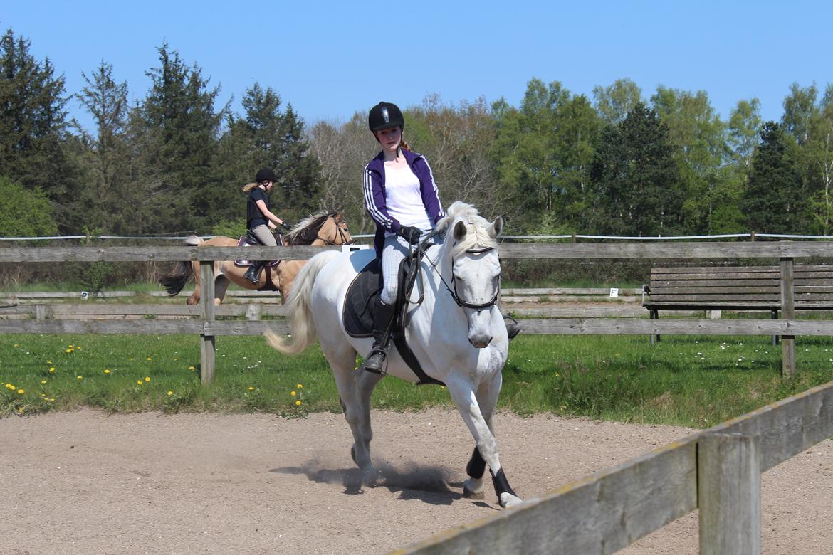 Anden særlig race Monsieur Cheval billede 7