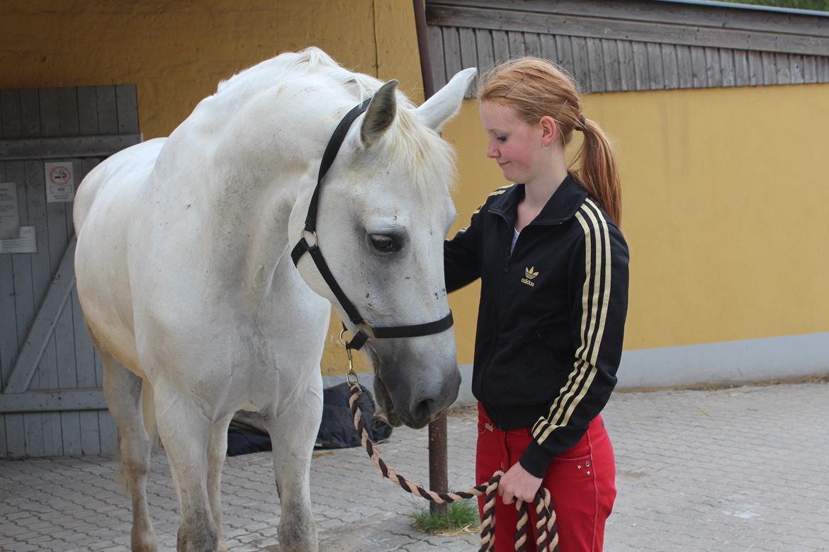 Anden særlig race Monsieur Cheval billede 8