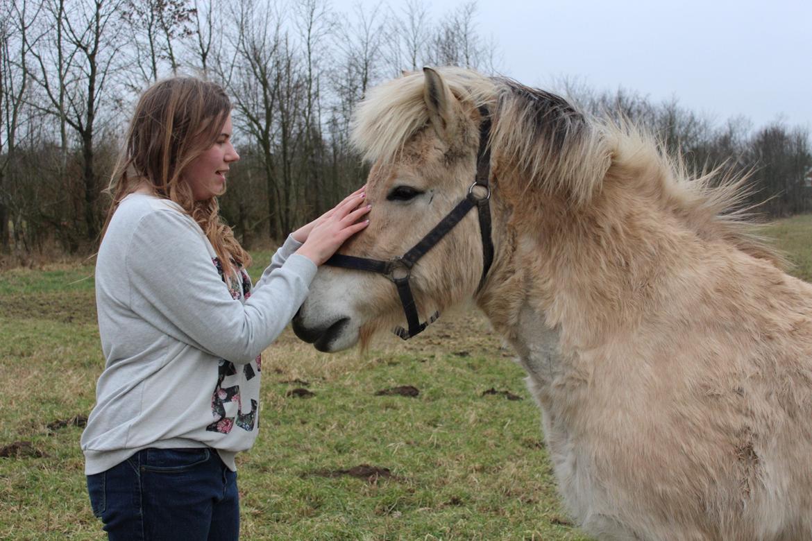Fjordhest Luckas - "Det klør mor!" bedårende ponz :) billede 16
