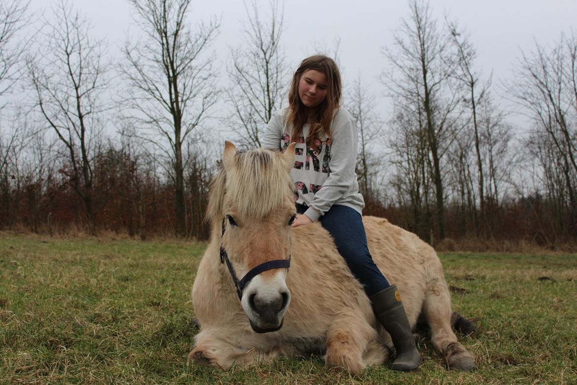 Fjordhest Luckas - Min store gule vejtromle <3 billede 17