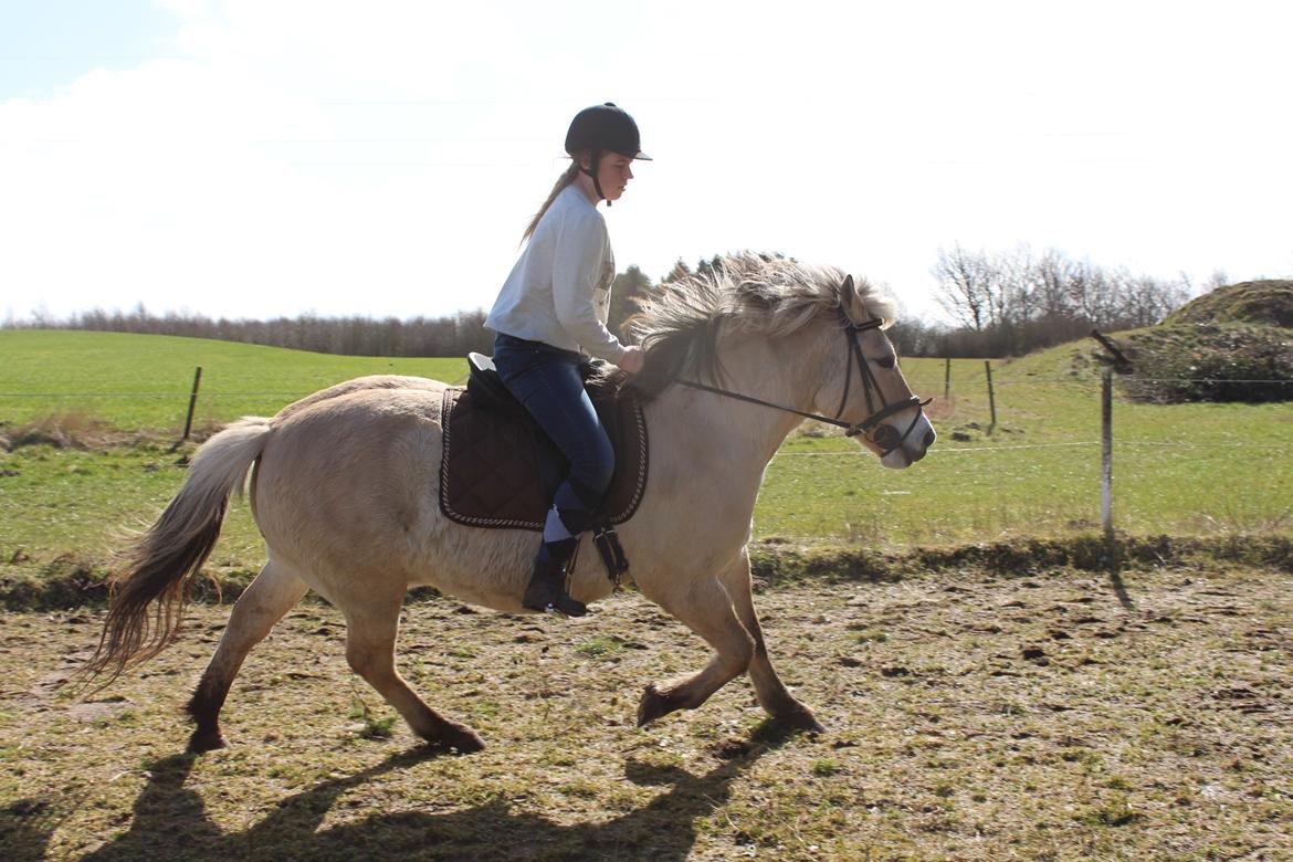 Fjordhest Luckas - Vores galop, vi skal arbejde MEgEt på xD billede 5