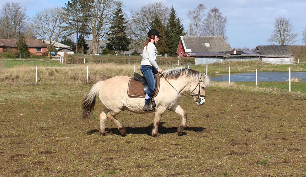 Fjordhest Luckas billede 4