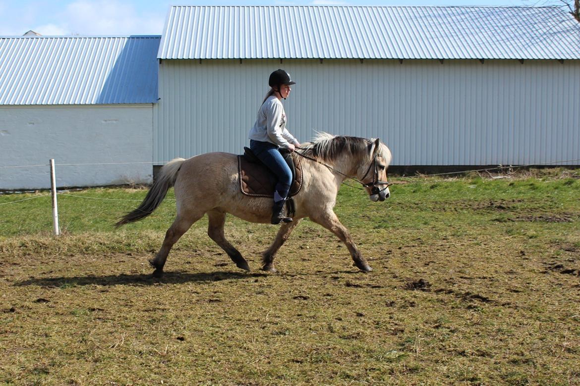 Fjordhest Luckas billede 1