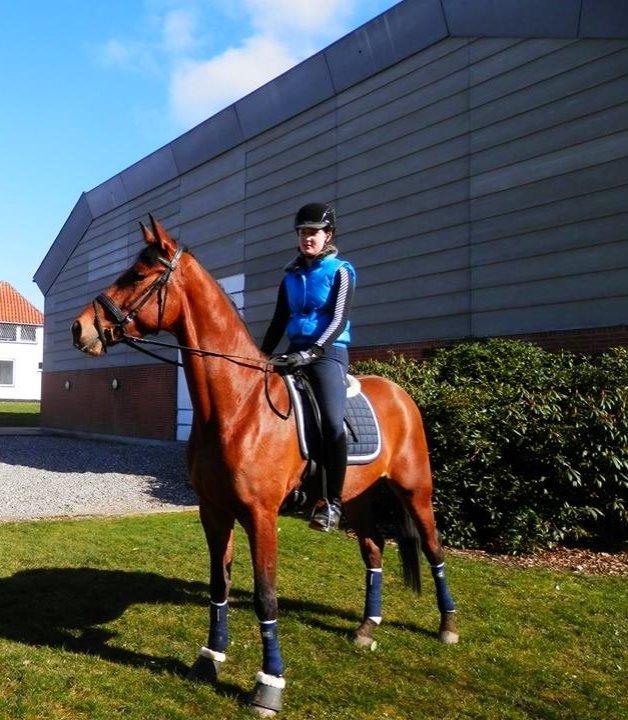 Dansk Varmblod Domina billede 3