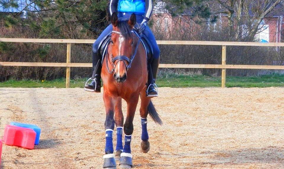 Dansk Varmblod Domina billede 5