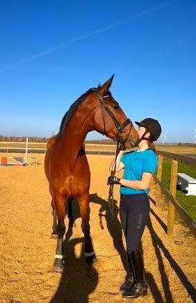 Dansk Varmblod Domina billede 6