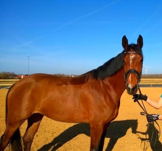 Dansk Varmblod Domina billede 7