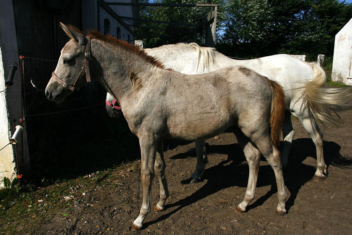 Anden særlig race RIP Chili Is Hot 20/12-2021 billede 1