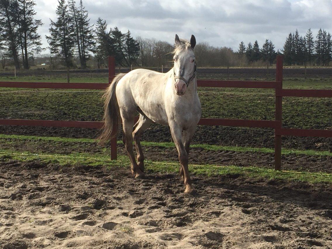 Knabstrupper John wayne- afdød avlshingst billede 19