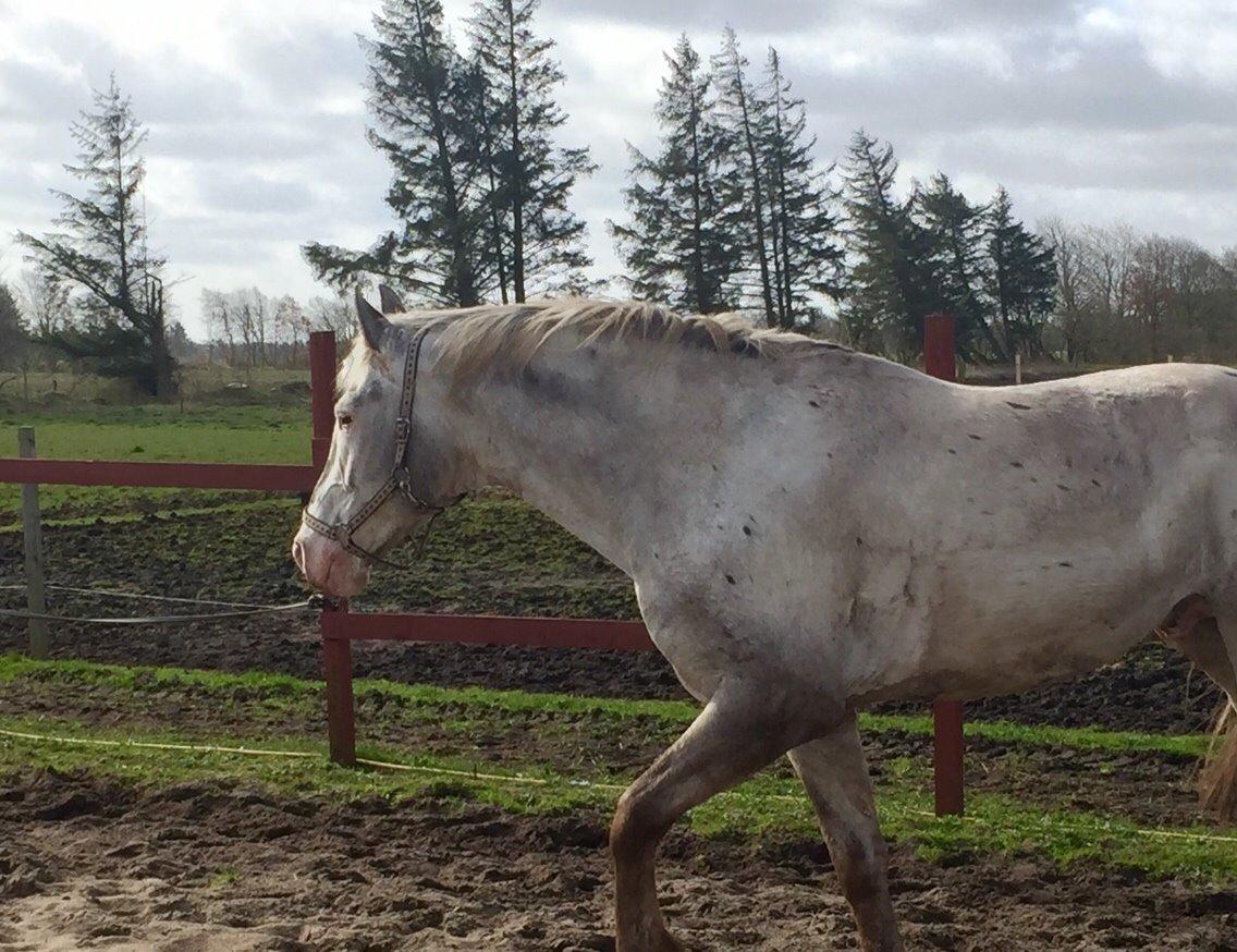Knabstrupper John wayne- afdød avlshingst billede 16