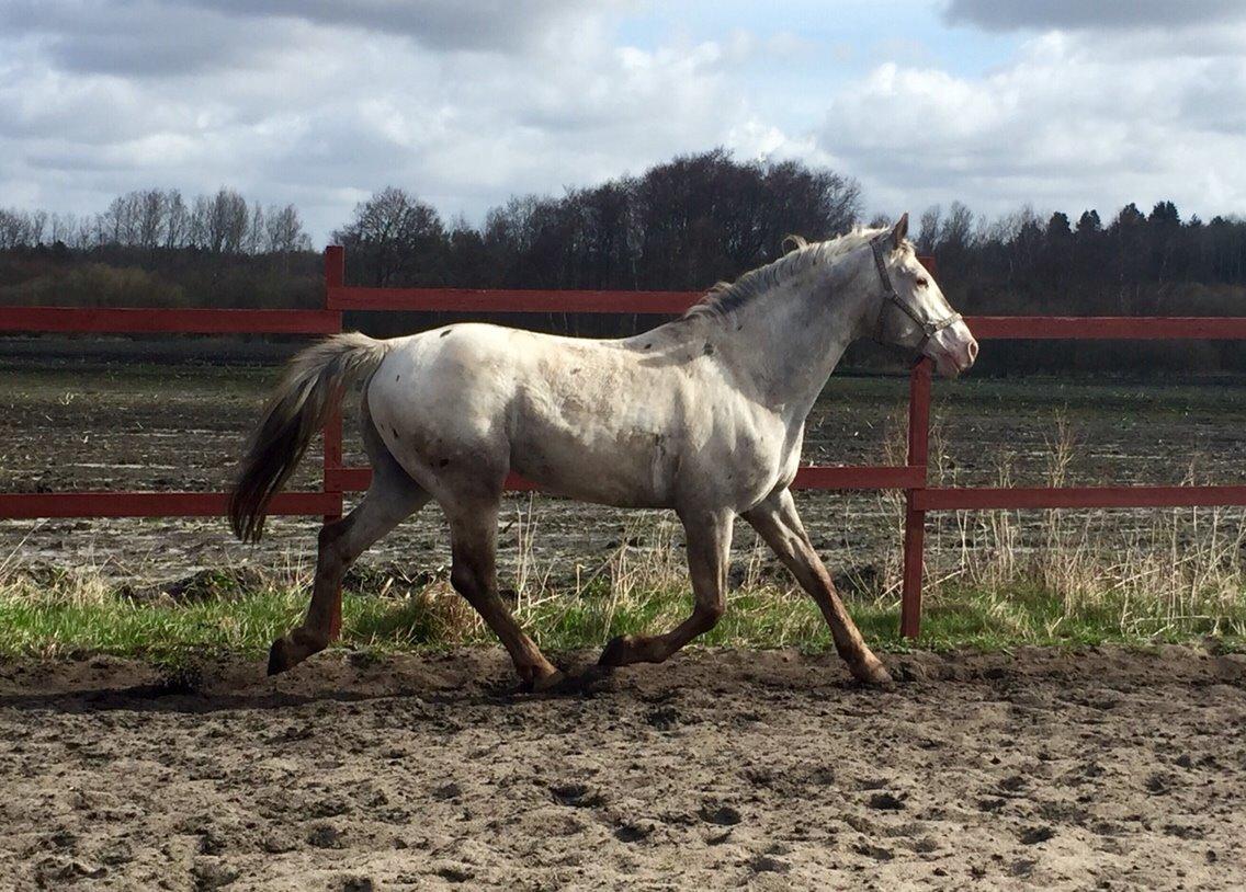 Knabstrupper John wayne- afdød avlshingst billede 20