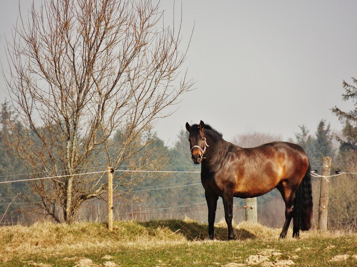 Pura Raza Española Stald Skou Hilda El Bayo, Solgt - Velkommen til Hilda El Bayos profil 11/4-2015 billede 1