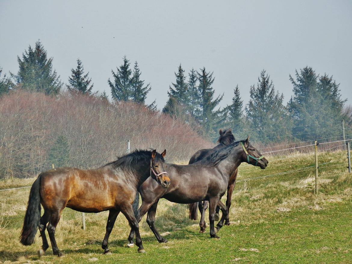 Pura Raza Española Stald Skou Hilda El Bayo, Solgt billede 10