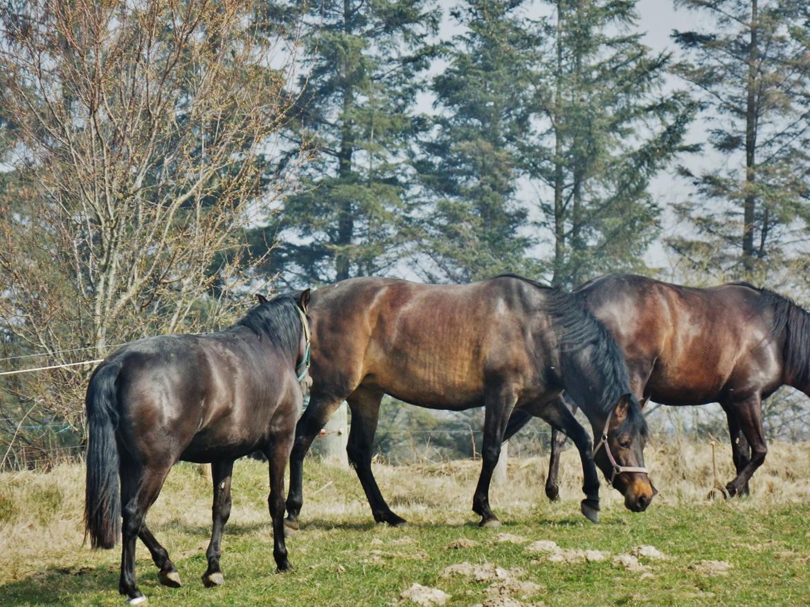 Pura Raza Española Stald Skou Hilda El Bayo, Solgt billede 9