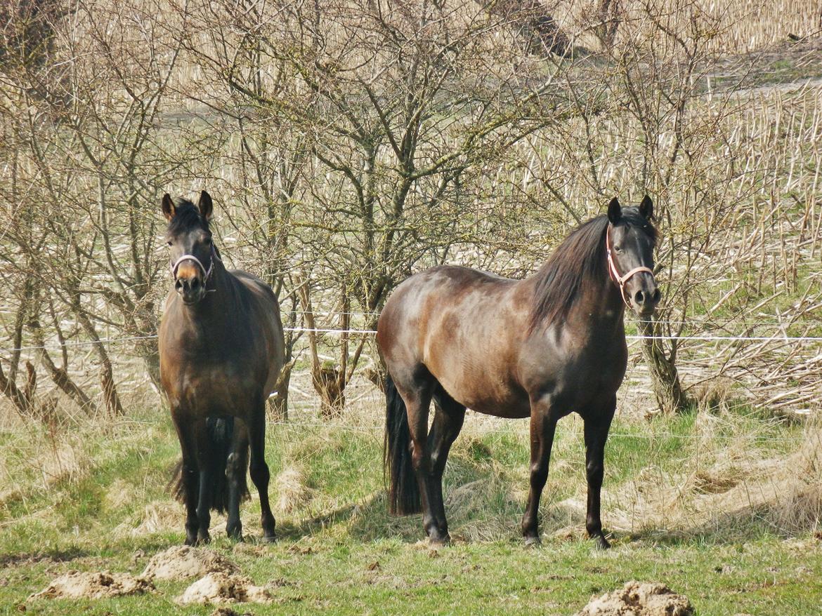 Pura Raza Española Stald Skou Desbocada YC SOLGT billede 11
